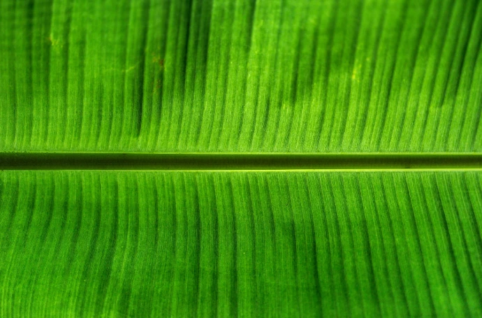 A close up view of a green leaf